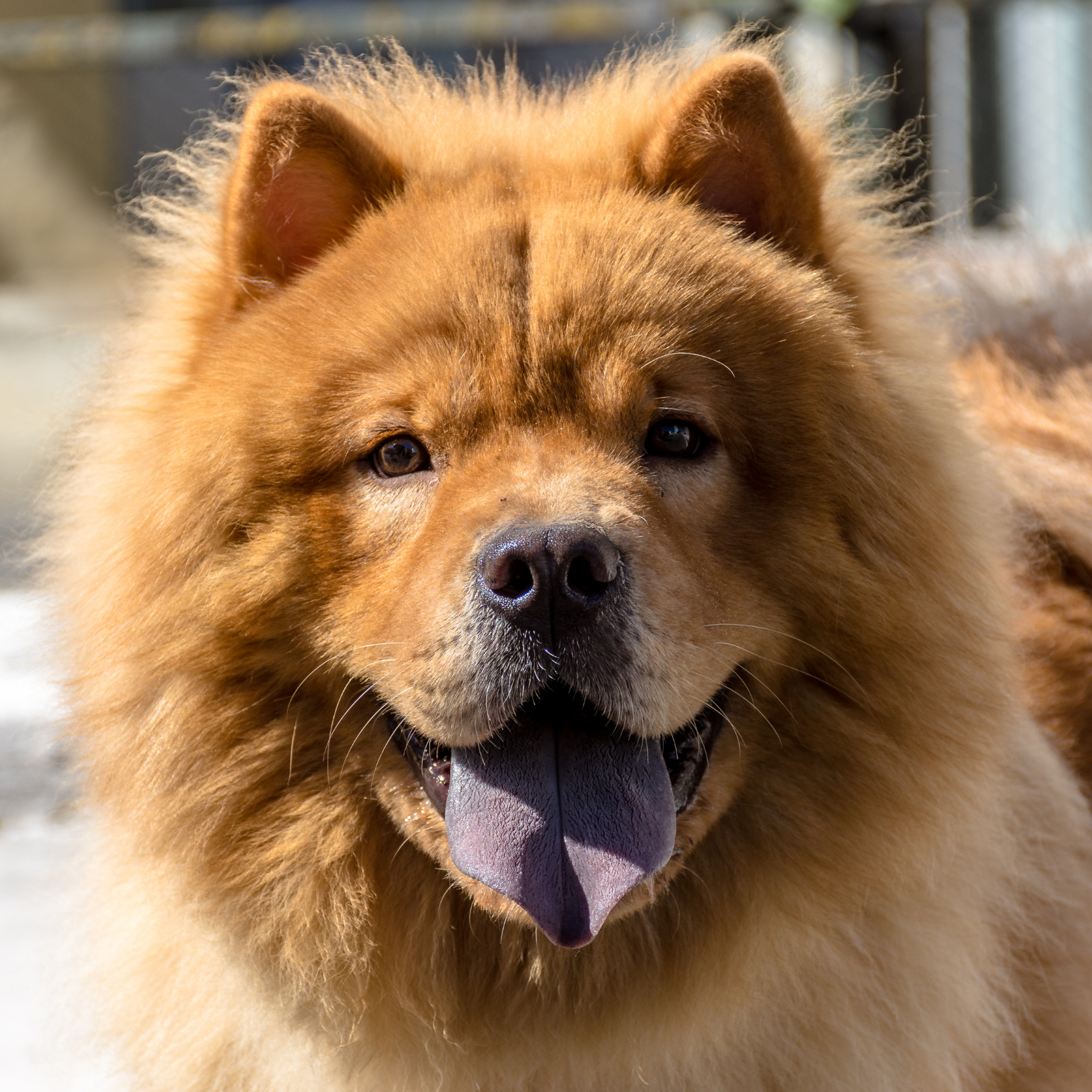 Chow chow hotsell aggressive dogs