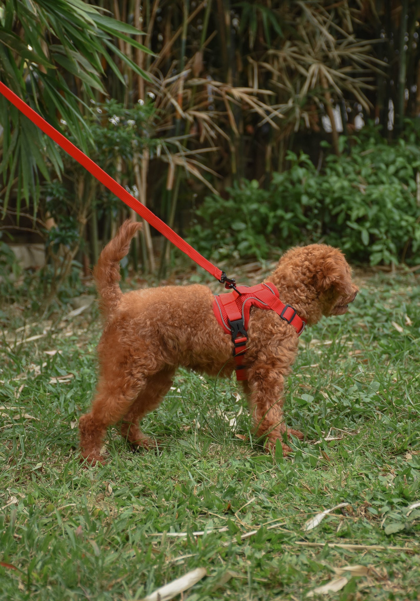 Mesh Set Dog Harness